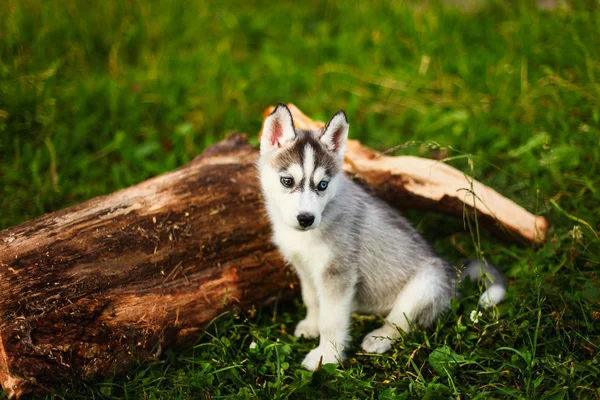 Animais. — Fotografia de Stock