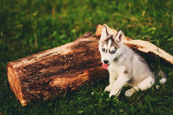 Animais. — Fotografia de Stock