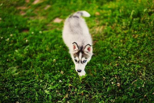 Animais. — Fotografia de Stock