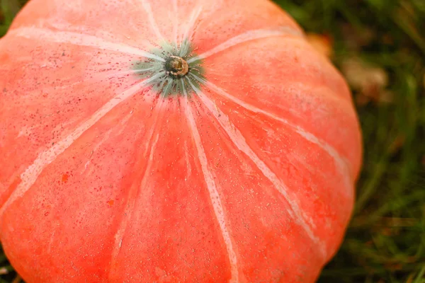 Pompoen. — Stockfoto