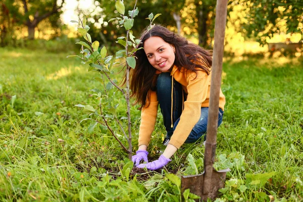 Trädgårdsmästare. — Stockfoto