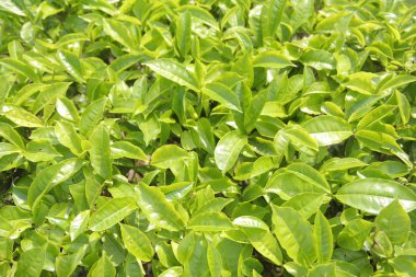 yeşil çay yaprakları