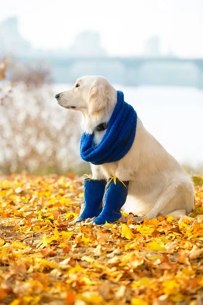 Autumn portrait of golden retriever junior — Stock Photo, Image