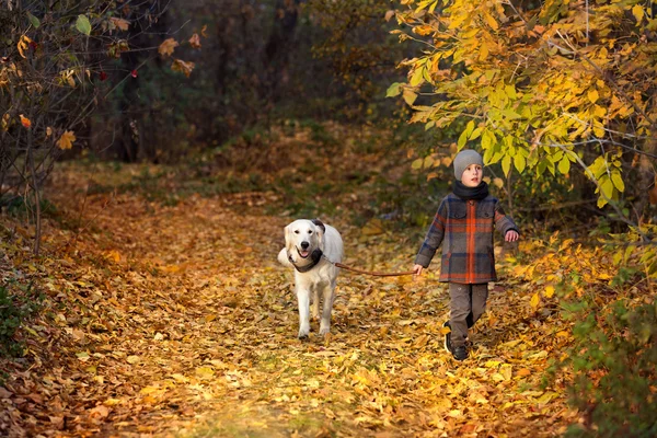Φθινοπωρινή βόλτα με κατοικίδιο ζώο — Φωτογραφία Αρχείου