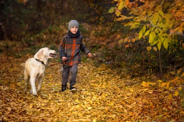 Marche d'automne avec animal de compagnie — Photo