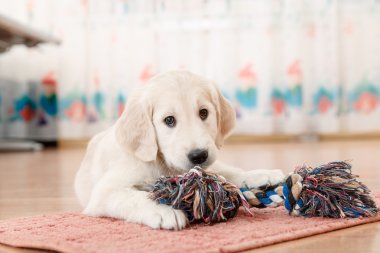 Golden Retriever Yavrusu