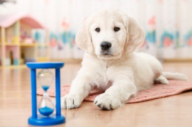 golden retriever yavru köpek eğitimi