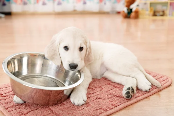 Golden retriever puppy — Stock Photo, Image