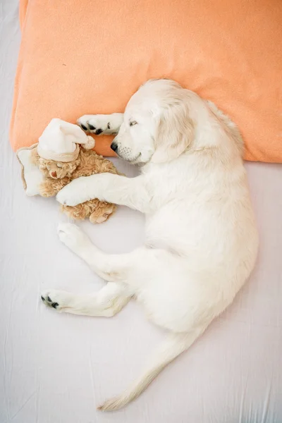 Golden Retriever-valpen – stockfoto