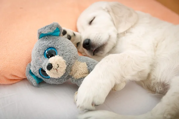 Filhote de cachorro Golden Retriever — Fotografia de Stock