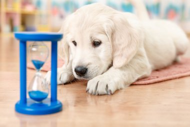 Labrador retriever köpek yavrusu