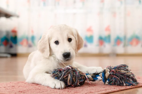 Golden retriever puppy — Stock Photo, Image