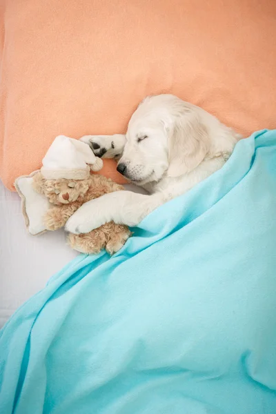 Labrador retriever puppy — Stock Photo, Image