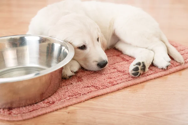 Labrador retriever puppy — Stock Photo, Image
