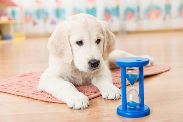 Labrador retriever puppy — Stock Photo, Image