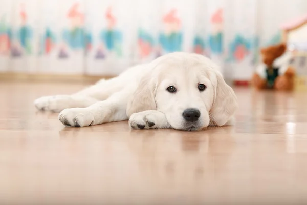 Labrador Retriever cucciolo — Foto Stock