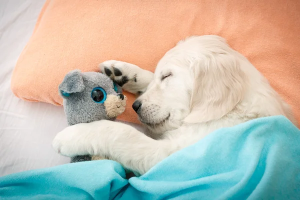 Labrador retriever puppy — Stockfoto