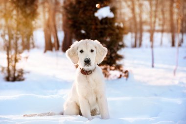 Golden retriever köpek yavrusu kış yürüyüş