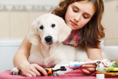 Kız Köpeğini evde Diş Temizleme