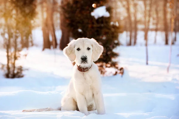 Golden retriever köpek yavrusu kış yürüyüş