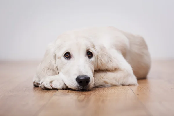 Labrador retriever puppy — Fotografie, imagine de stoc