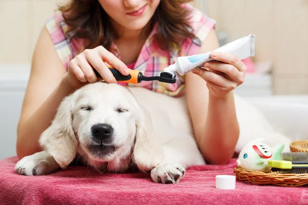 Menina limpeza dentes de seu cão em casa — Fotografia de Stock