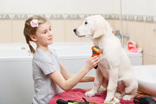 Girl grooming of her dog at home Royalty Free Stock Photos