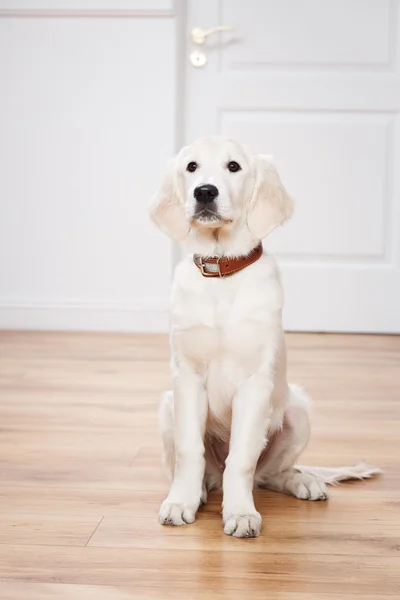 Golden retriever puppy — Stock Photo, Image