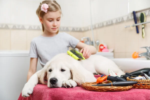 Menina grooming de seu cão em casa — Fotografia de Stock