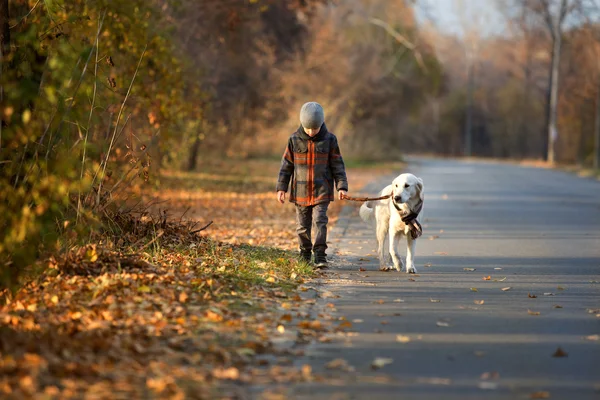 Autumn walk with pet — Stock Photo, Image