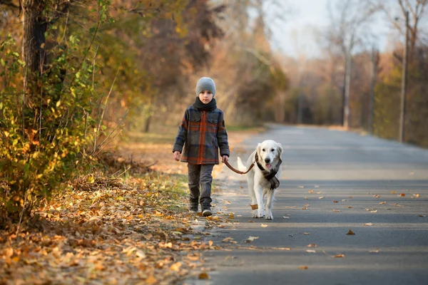 Autumn walk with pet — Stock Photo, Image