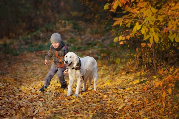 Marche d'automne avec animal de compagnie — Photo