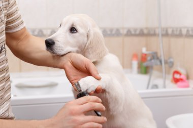 evde köpek damat sahibi