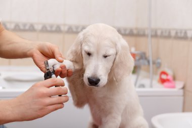 evde köpek damat sahibi