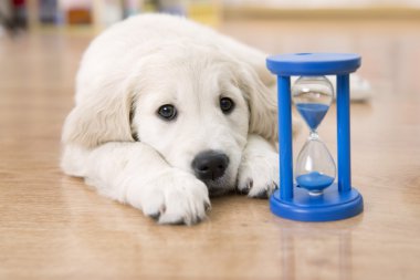 Golden Retriever Yavrusu