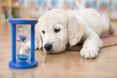 Golden Retriever Yavrusu