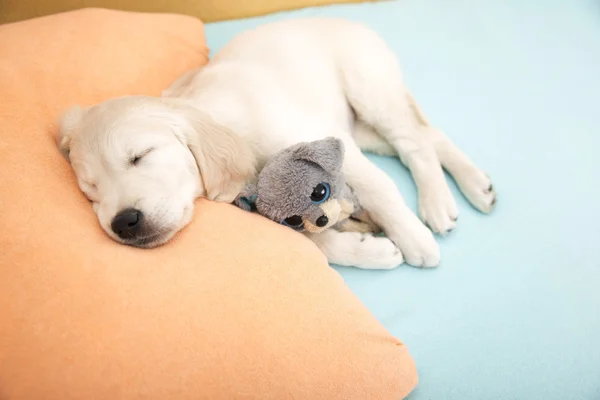 Golden Retriever cachorro —  Fotos de Stock