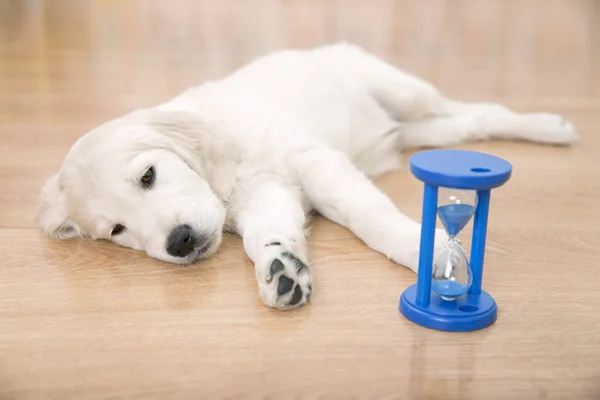 Golden retriever puppy — Stock Photo, Image