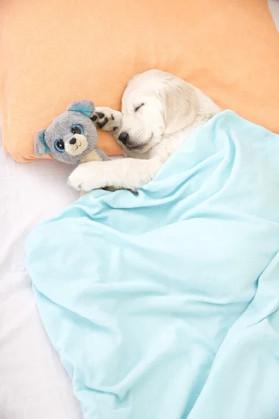 Golden retriever puppy — Stock Photo, Image