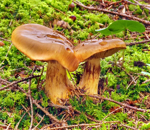 Dos heces de Lactarius deterrimus sobre musgo Fotos De Stock Sin Royalties Gratis