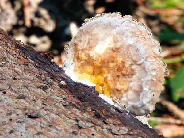 A wood-decay fungus covered with moisture — Stock Photo, Image