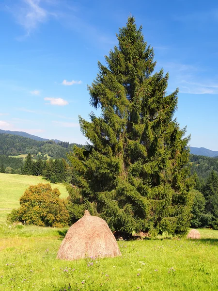 Een stapel van een hooi onder de vuren boom — Stockfoto