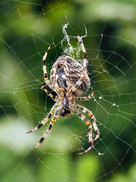 Um close-up de uma aranha tecendo sua teia — Fotografia de Stock