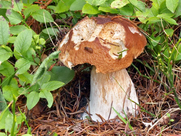 A partially bitten summer cep in nature — Stock Photo, Image