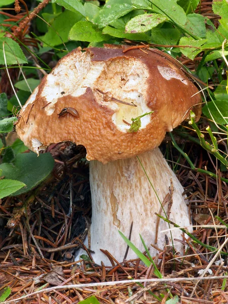 A partially bitten summer cep in nature — Stock Photo, Image