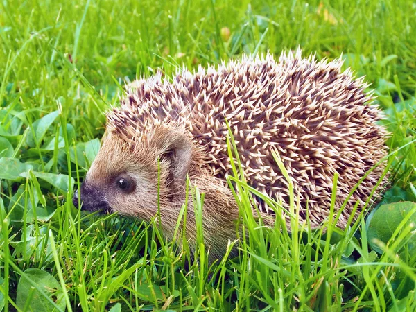 A young European hedgehog in the green grass. — Stock Photo, Image