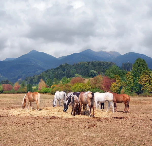 Een kudde paarden en Nationaal Park Mala Fatra — Stockfoto