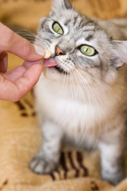 Veteriner-kedi vitamin yiyor