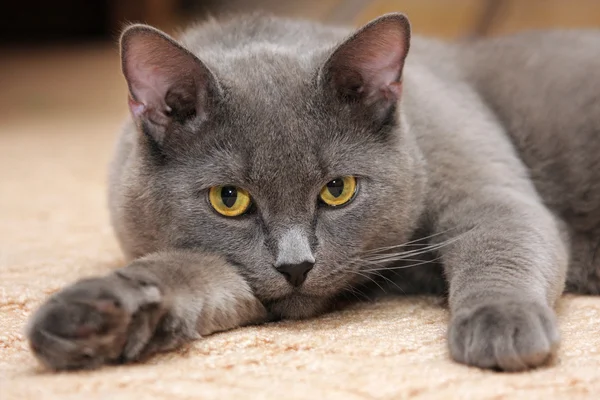 İngiliz mavi kedi halı üzerinde.