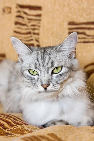 Gray striped cat lying on the sofa — Stock Photo, Image